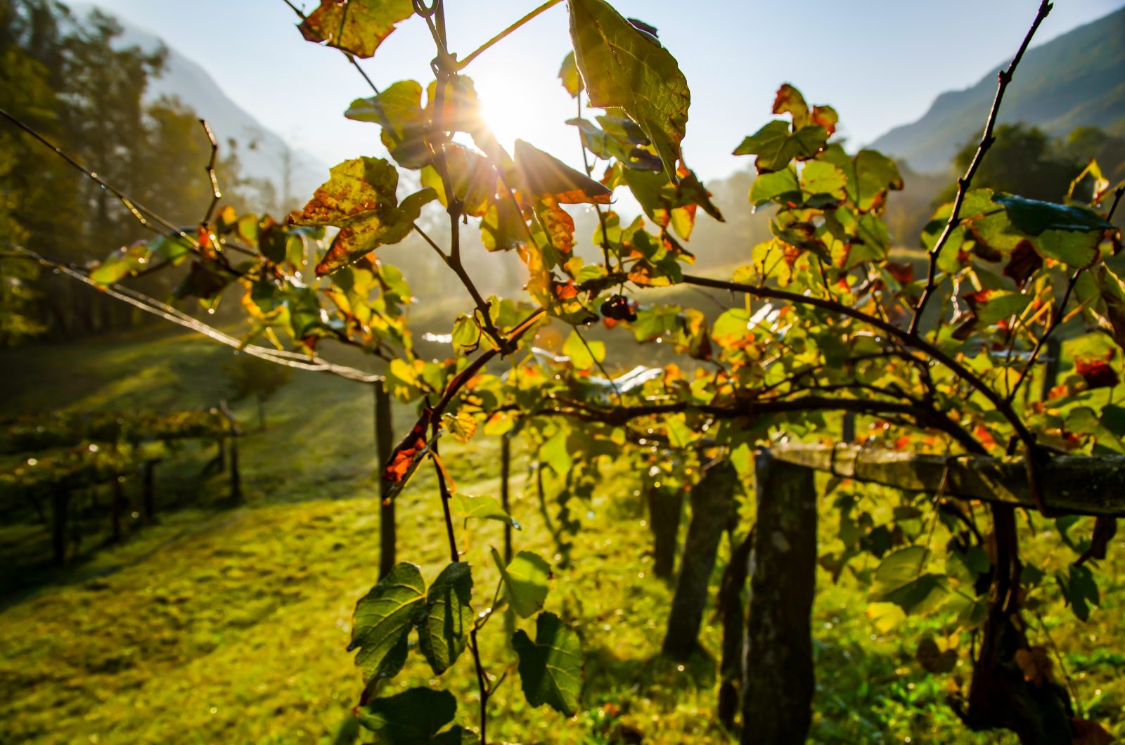 A beautiful shot of a wine field under the sunlight in Switzerland
